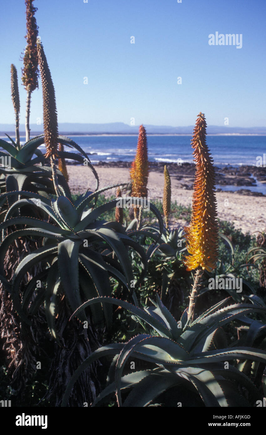 Exotic plants in Jeffrey's Bay, South Africa Stock Photo