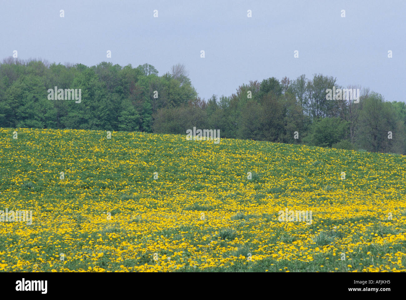 Field of common dandelions in bloom Stock Photo Alamy