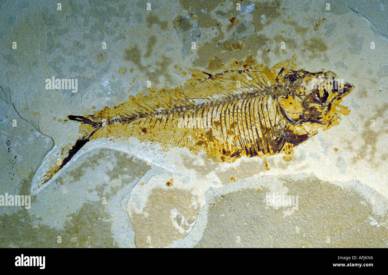 Fossil of ancient fish from Green River formation in Colorado Stock Photo Alamy