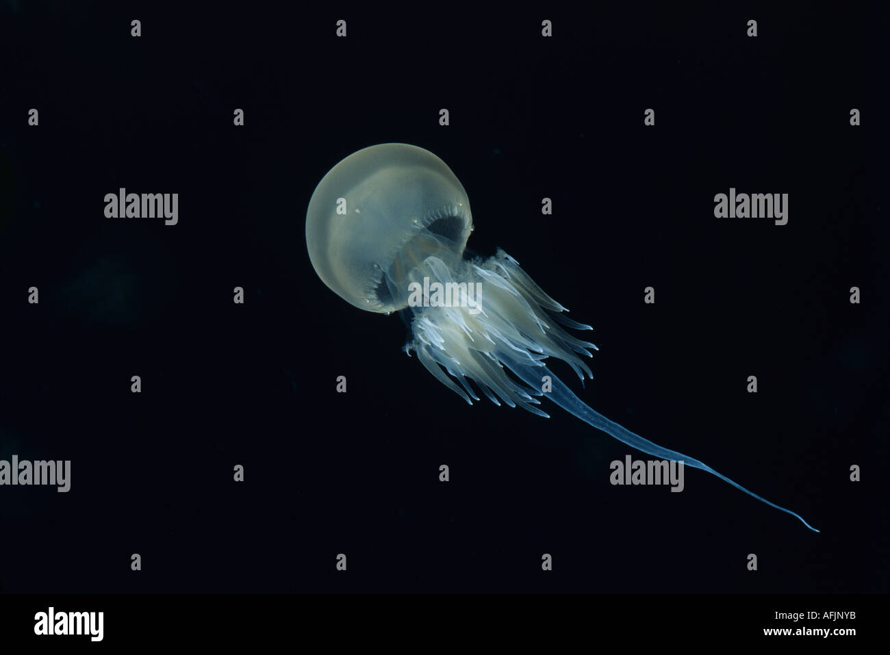 EDIBLE JELLYFISH FLOATING IN THE WATER Stock Photo Alamy