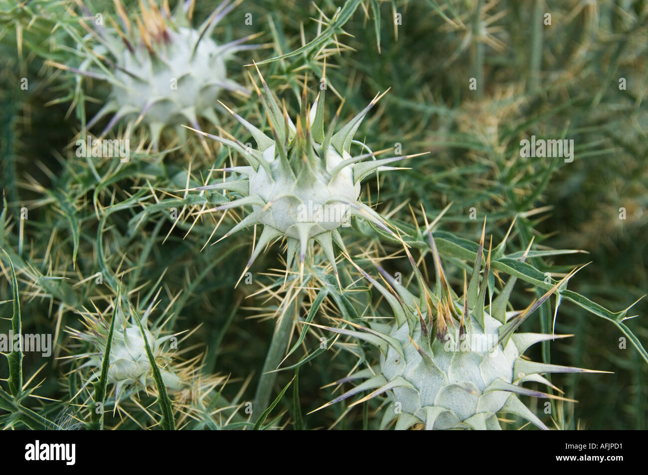 Green Spiky Tree Seeds