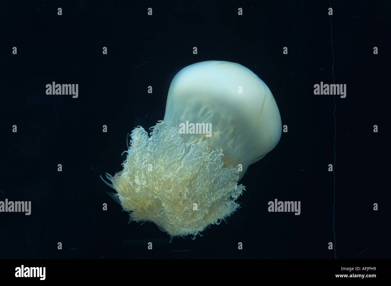 EDIBLE JELLYFISH FLOATING IN THE WATER Stock Photo