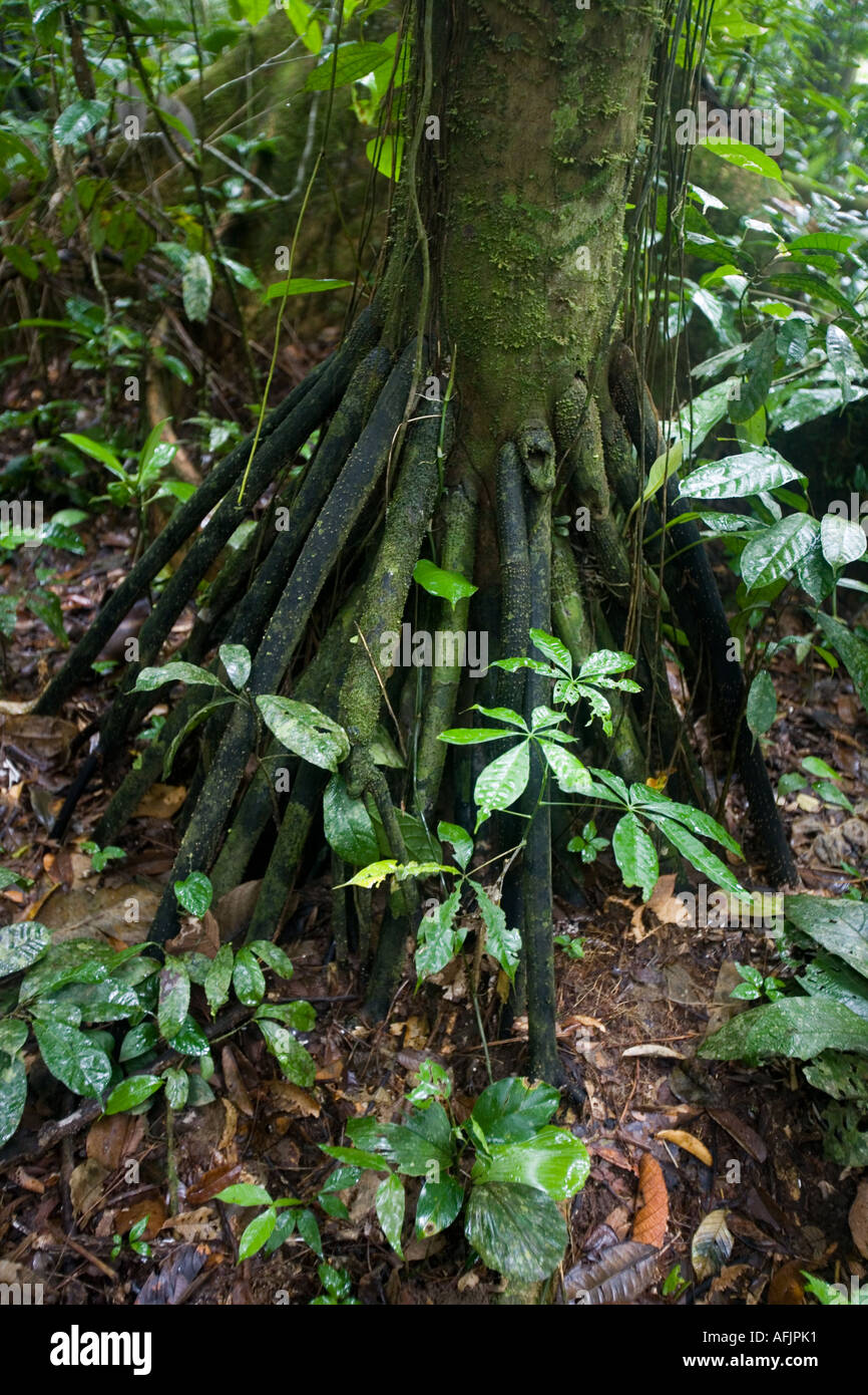 Pambil Palm Stock Photo