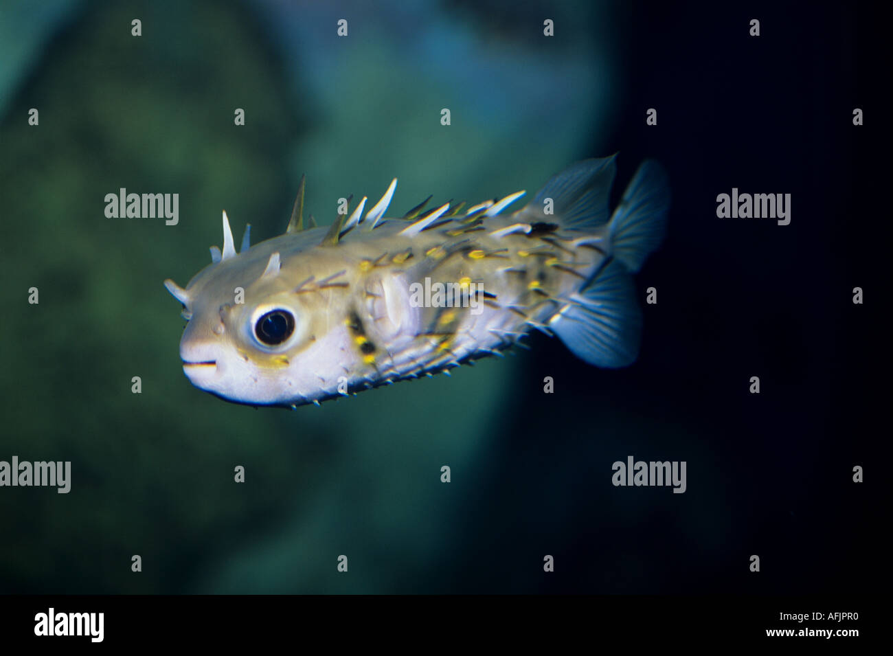 PORCUPINEFISH FLOATING IN THE WATER Stock Photo