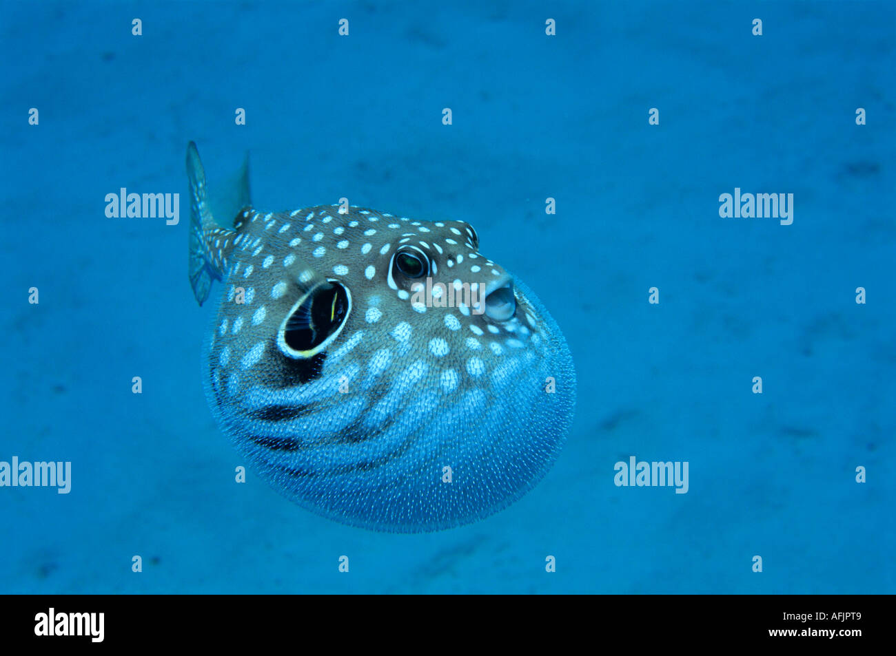 WHITESPOTTED PUFFERFISH FLOATING IN THE SEA Stock Photo