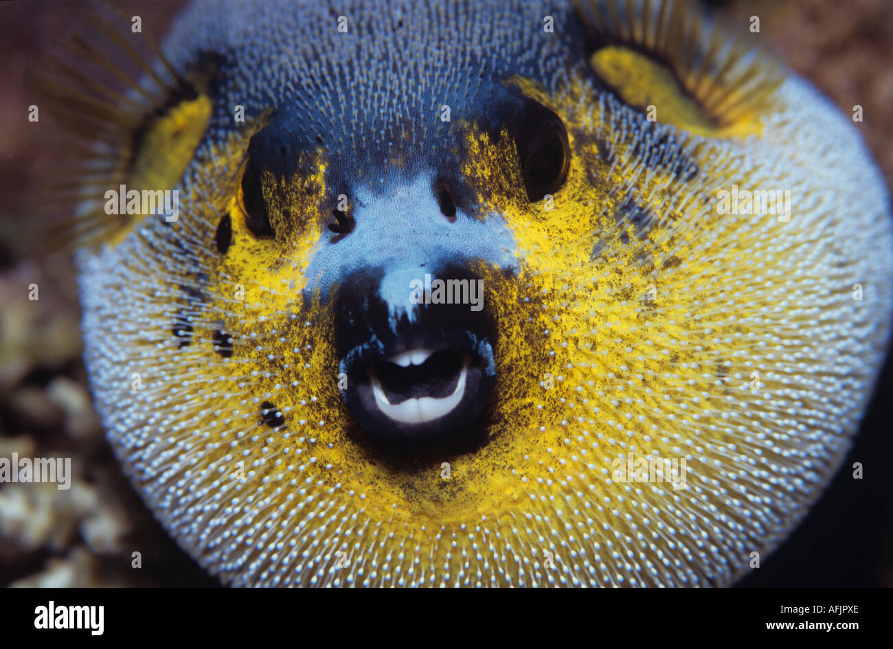 FACE OF BLACKSPOTTED PUFFERFISH Stock Photo