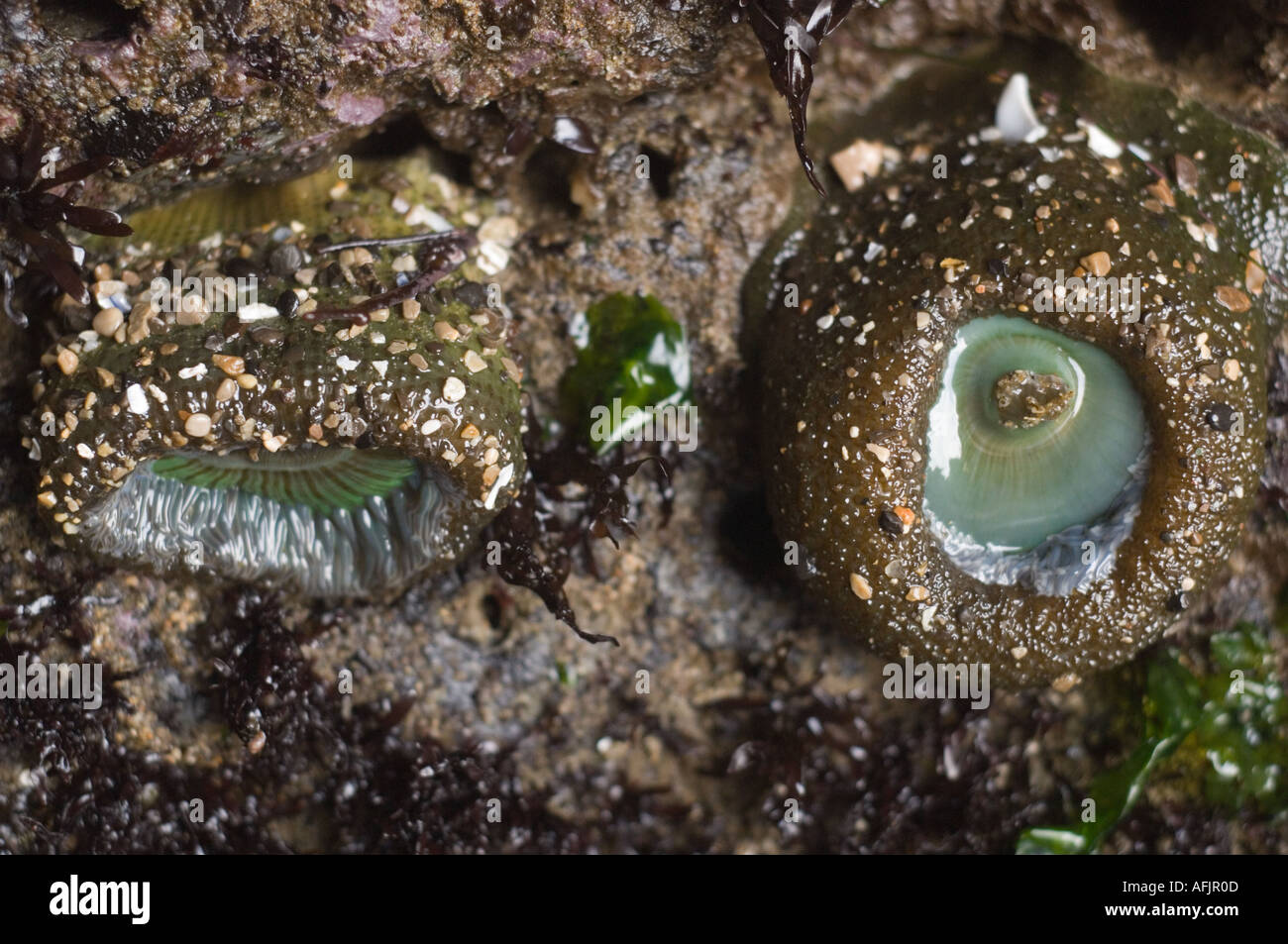 two sea anemones hanging from the roof of a tidal cave encrusted with rocks showing their center and tentacles colored green Stock Photo