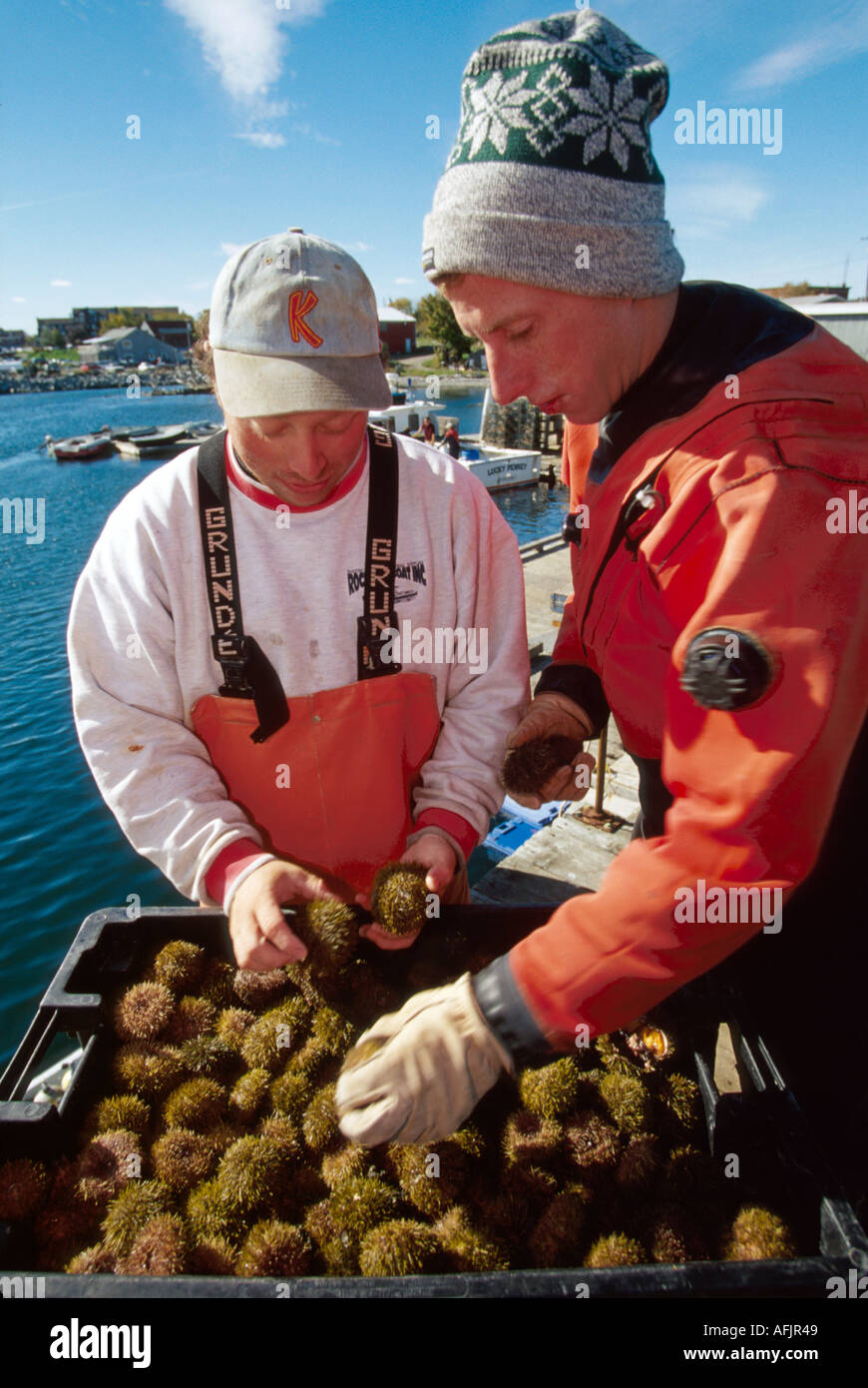 Rockland Harvesting Sea Urchin From Penobscot Bay Me179 Hi res Stock rockland-harvesting-sea-urchin-from-penobscot-bay-me179-hi-res-stock