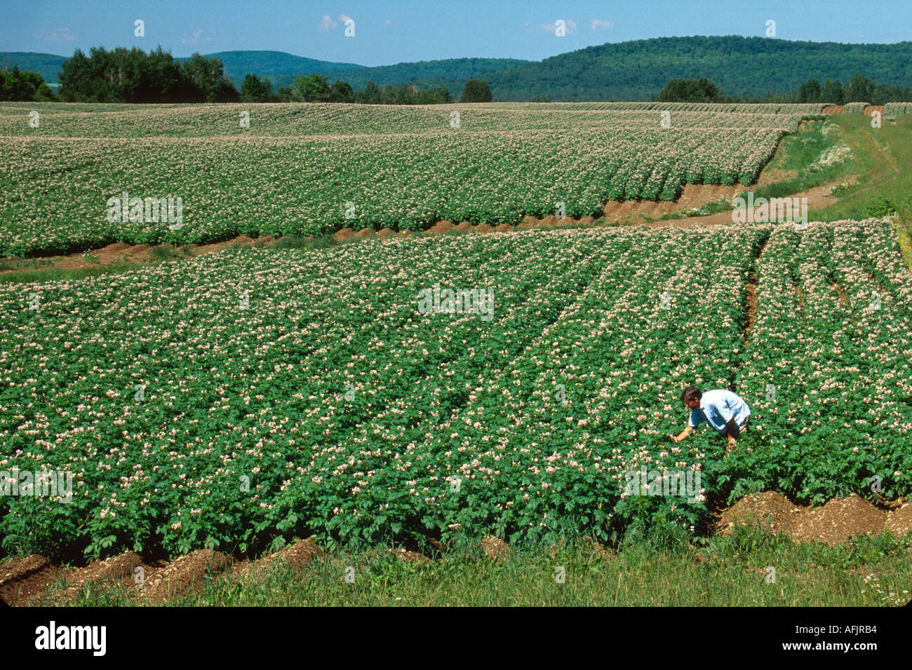 Maine Aroostook County Presque Isle potato crop farmer Stock Photo