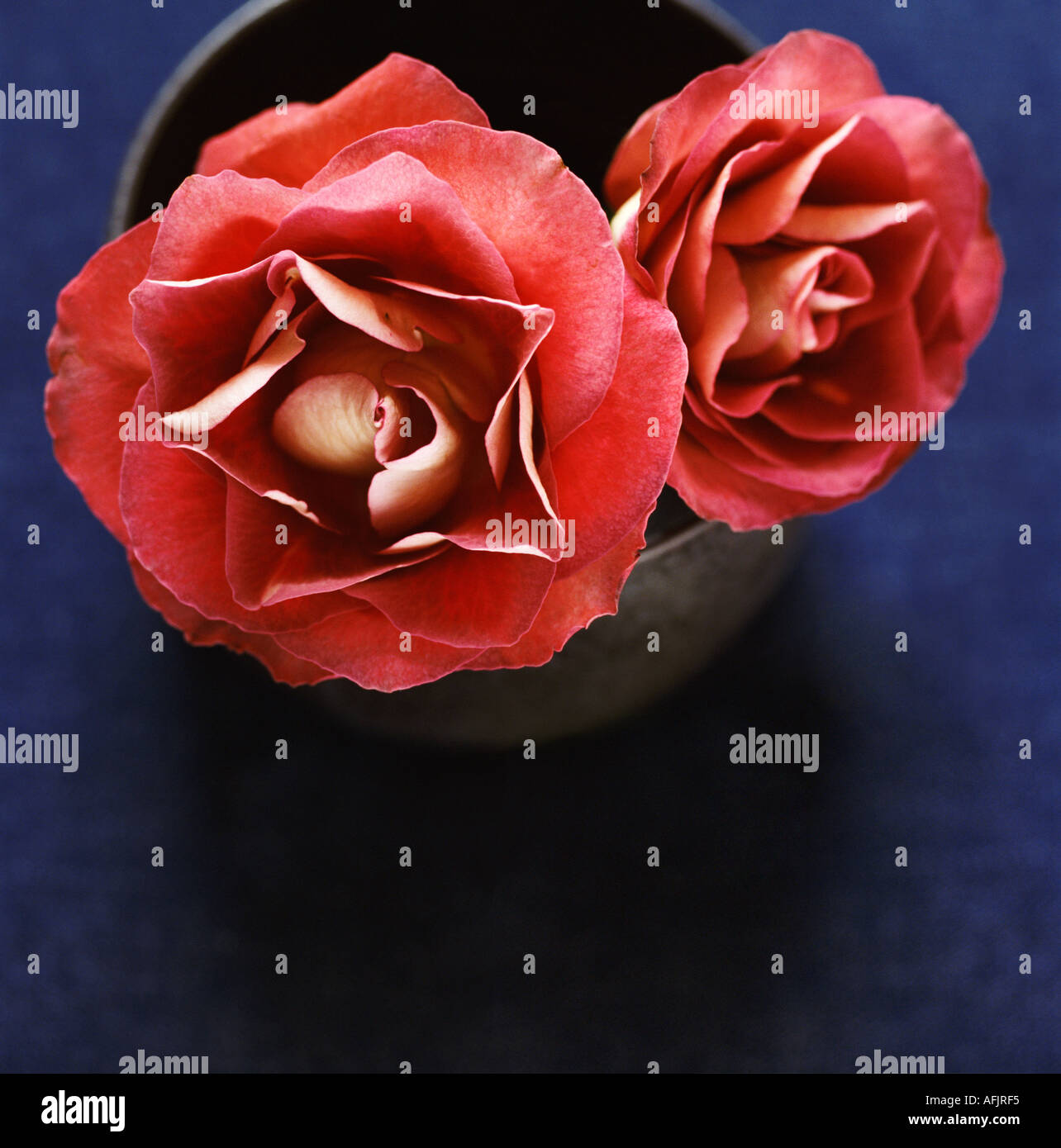 Two vibrant roses hi-res stock photography and images - Alamy