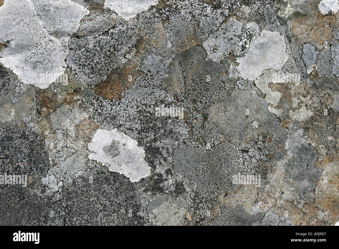 various lichens lecanora campestris diploicia canescens grey gray white black lichen on a rock rathlin island northern ireland Stock Photo