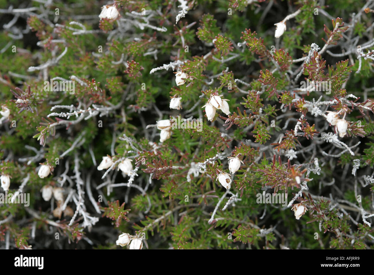 white heather flowers dying cassiope mertensiana on close up rathlin island northern ireland Stock Photo