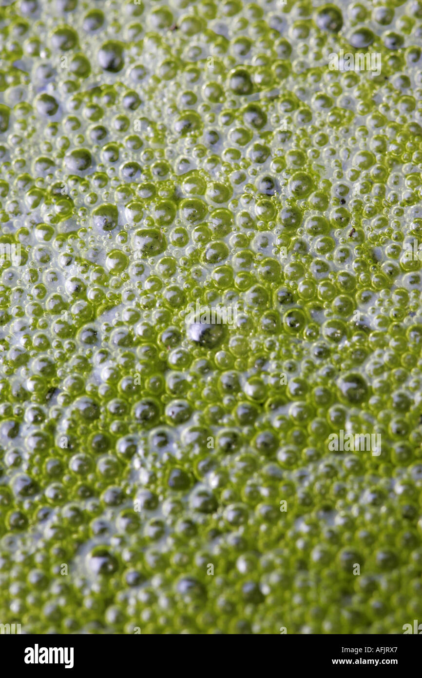 close up of bubbles in green algae pond scum fresh stagnant water Stock Photo