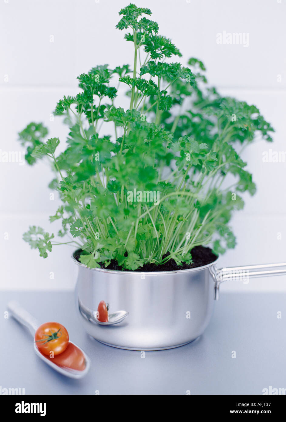 Parsley and tomato in stainless steel pan - raw foods concept Stock Photo