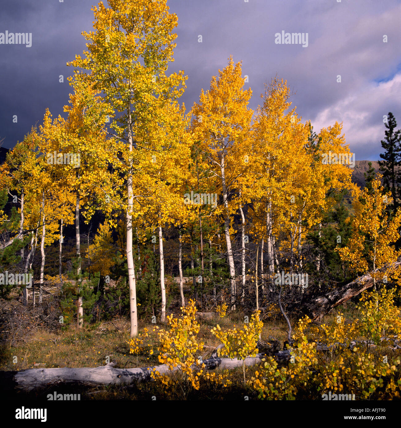 Trembling Aspen (Populus tremuloides) Trees in Autumn in the Cariboo