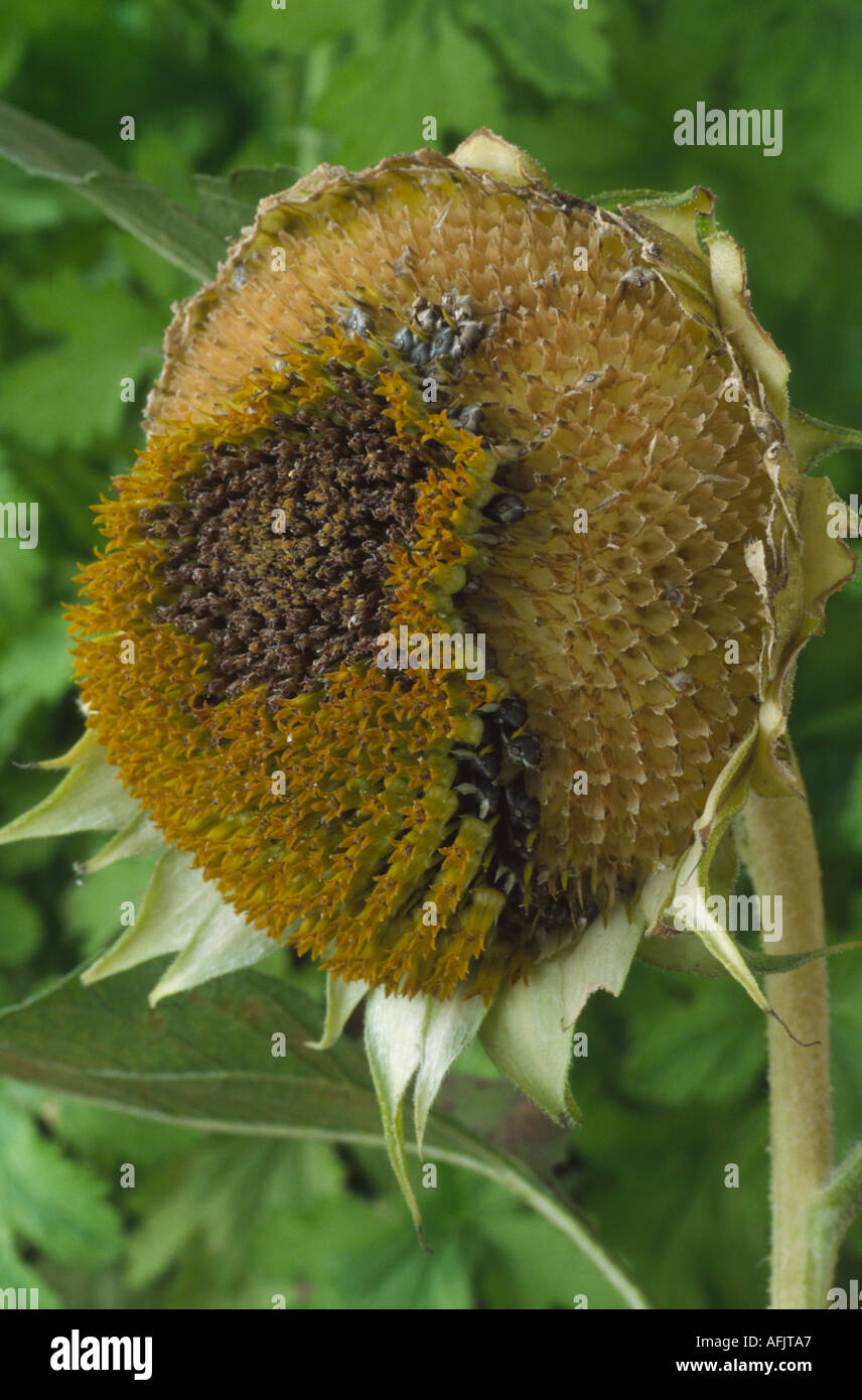 Helianthus annuus. Sunflower seeds eaten by birds Stock Photo Alamy