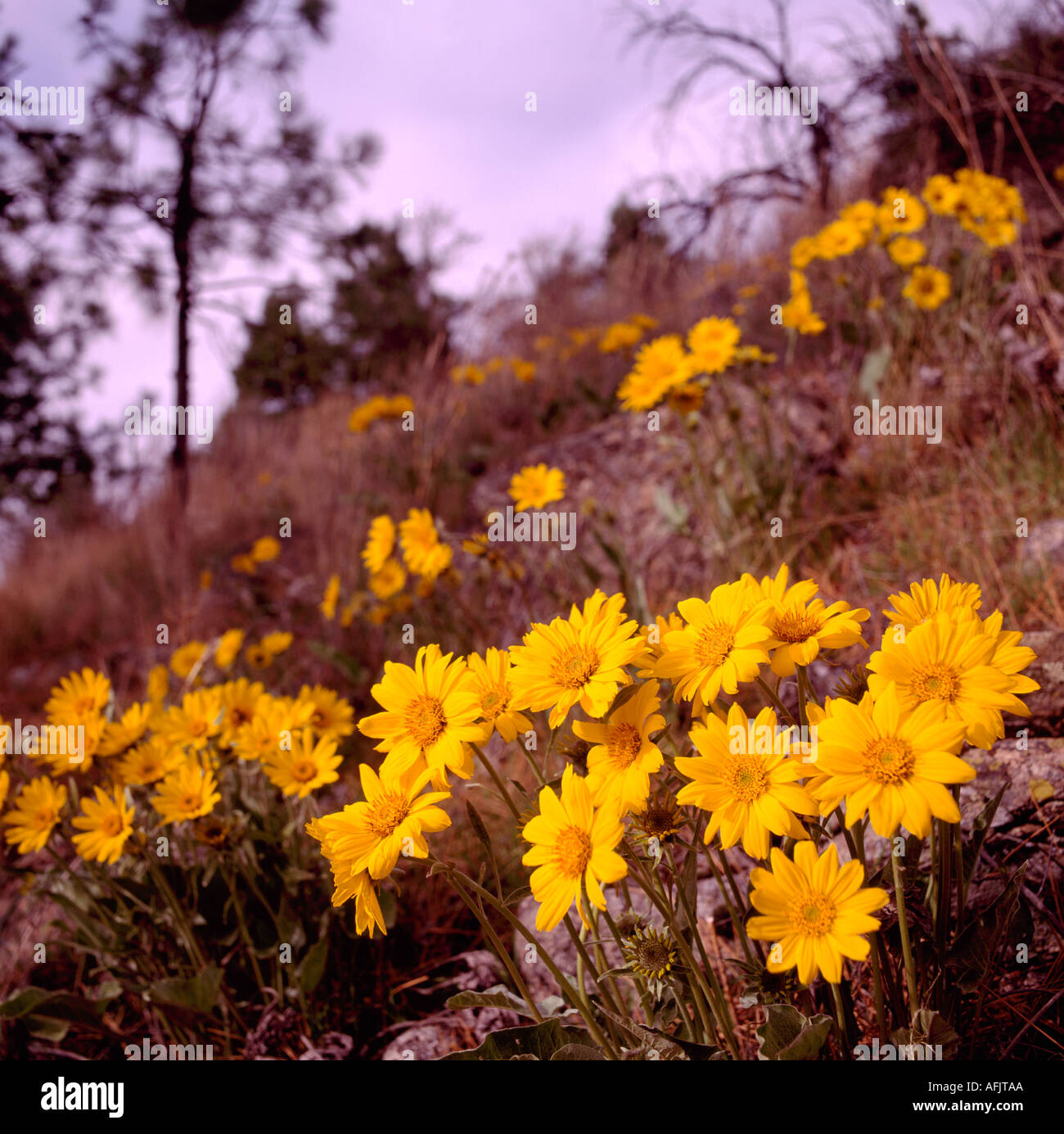 Okanagan wild flowers hires stock photography and images Alamy