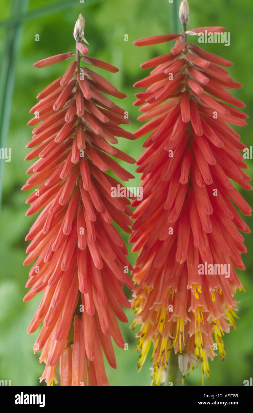 Kniphofia 
