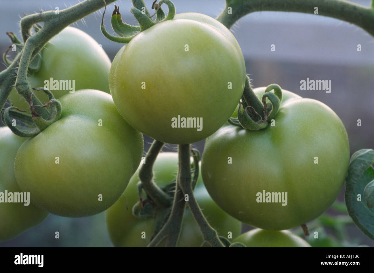 Solanum lycopersicum syn Lycopersicon esculentum 'Cossack'. F1 Hybrid. Green unripe tomatoes in greenhouse. Stock Photo