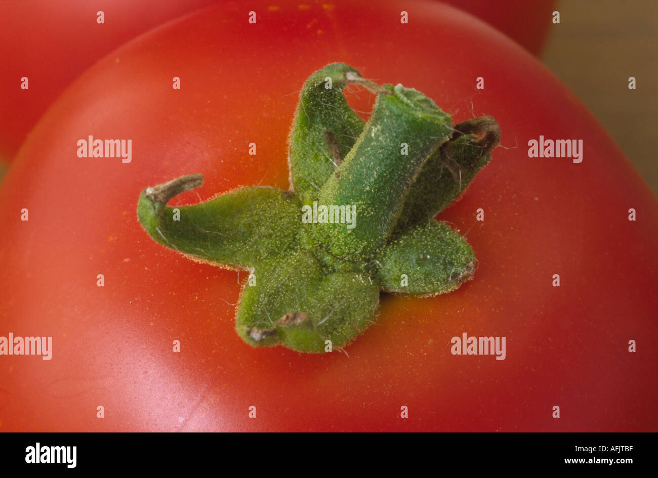 Solanum lycopersicum syn Lycopersicon esculentum  'Cossack'. F1 Hybrid. Close up of top of tomato. Stock Photo