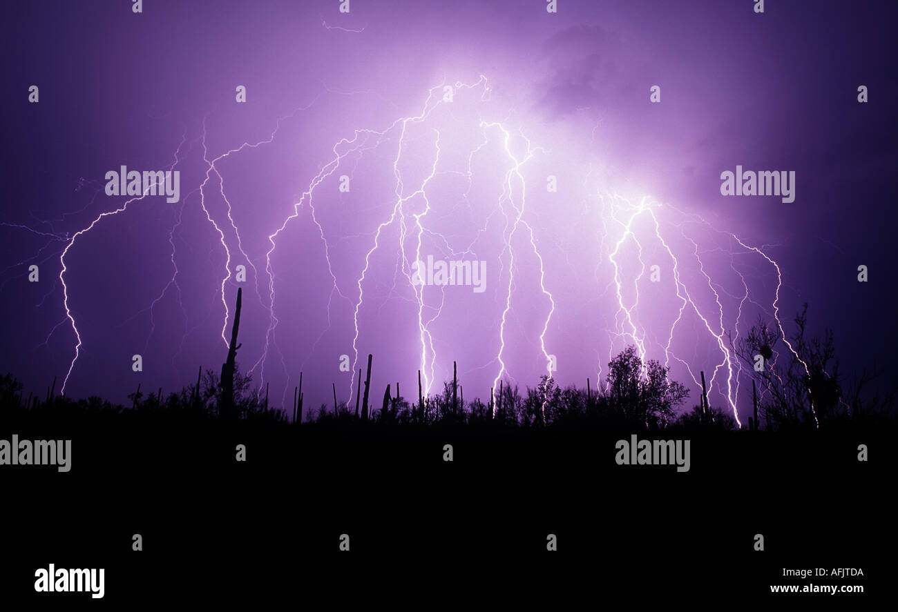 Lightning bolts strike from a purples sky with a desert silhouette in the foreground in Tucson, AZ, USA. Stock Photo