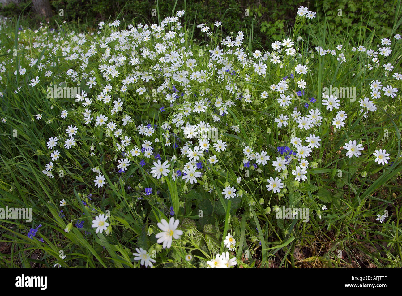 Greater stichwort Stelleria holostea on the edge of a field in West Sussex UK Stock Photo