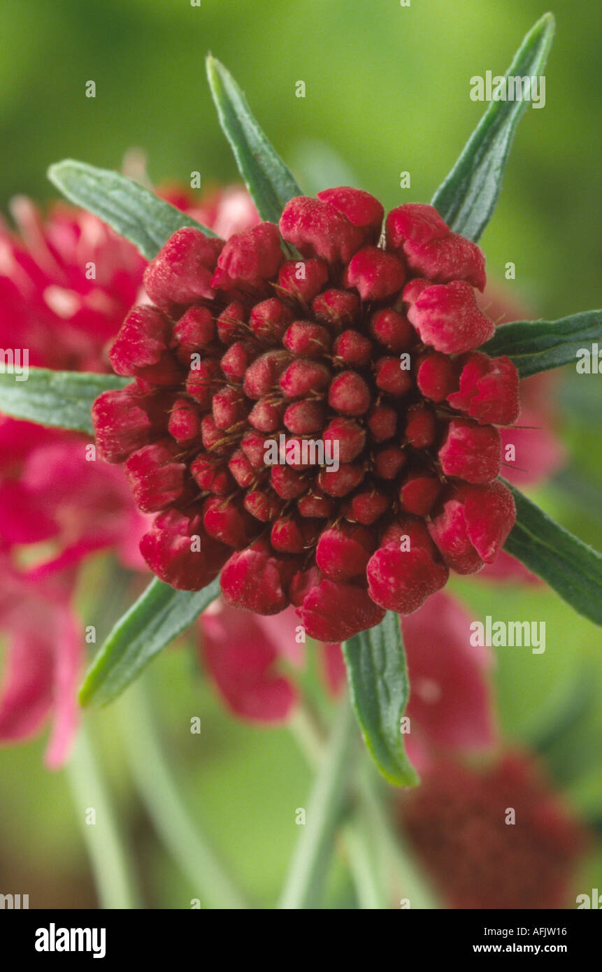 Scabiosa 'Chile Pepper' Flower bud. Pincushion flower, Scabious. Stock Photo