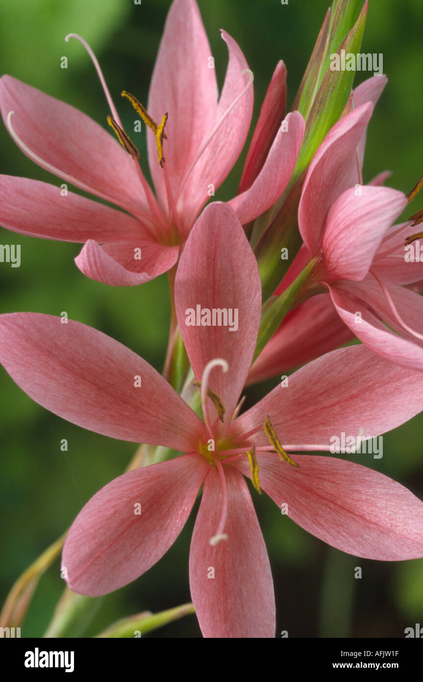 Hesperantha coccinea syn. Schizostylis coccinea 'Fenland Daybreak'. Kaffir lily. Stock Photo