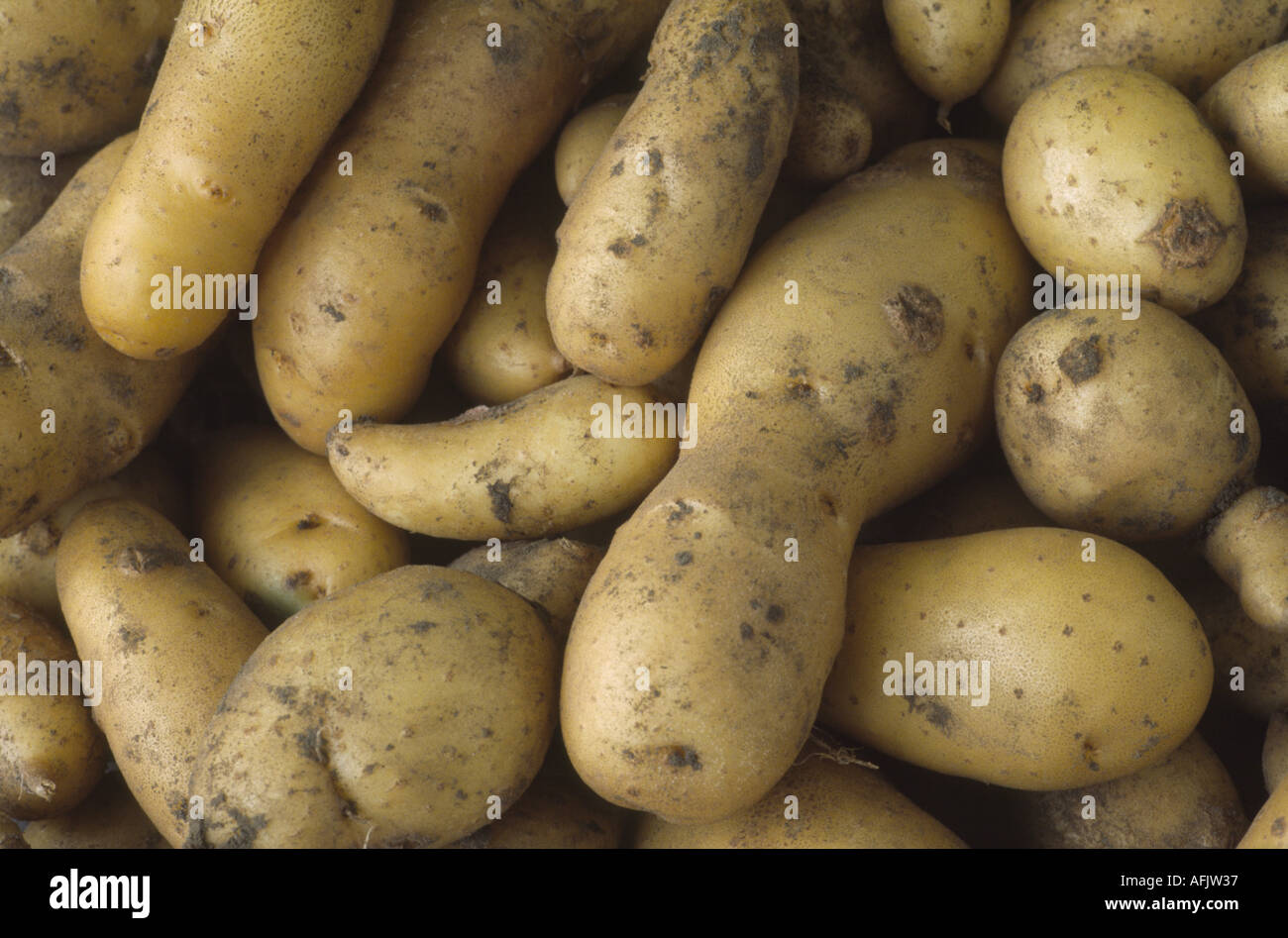Solanum tuberosum 'Ratte'.  AGM Freshly dug early maincrop potatoes. Stock Photo