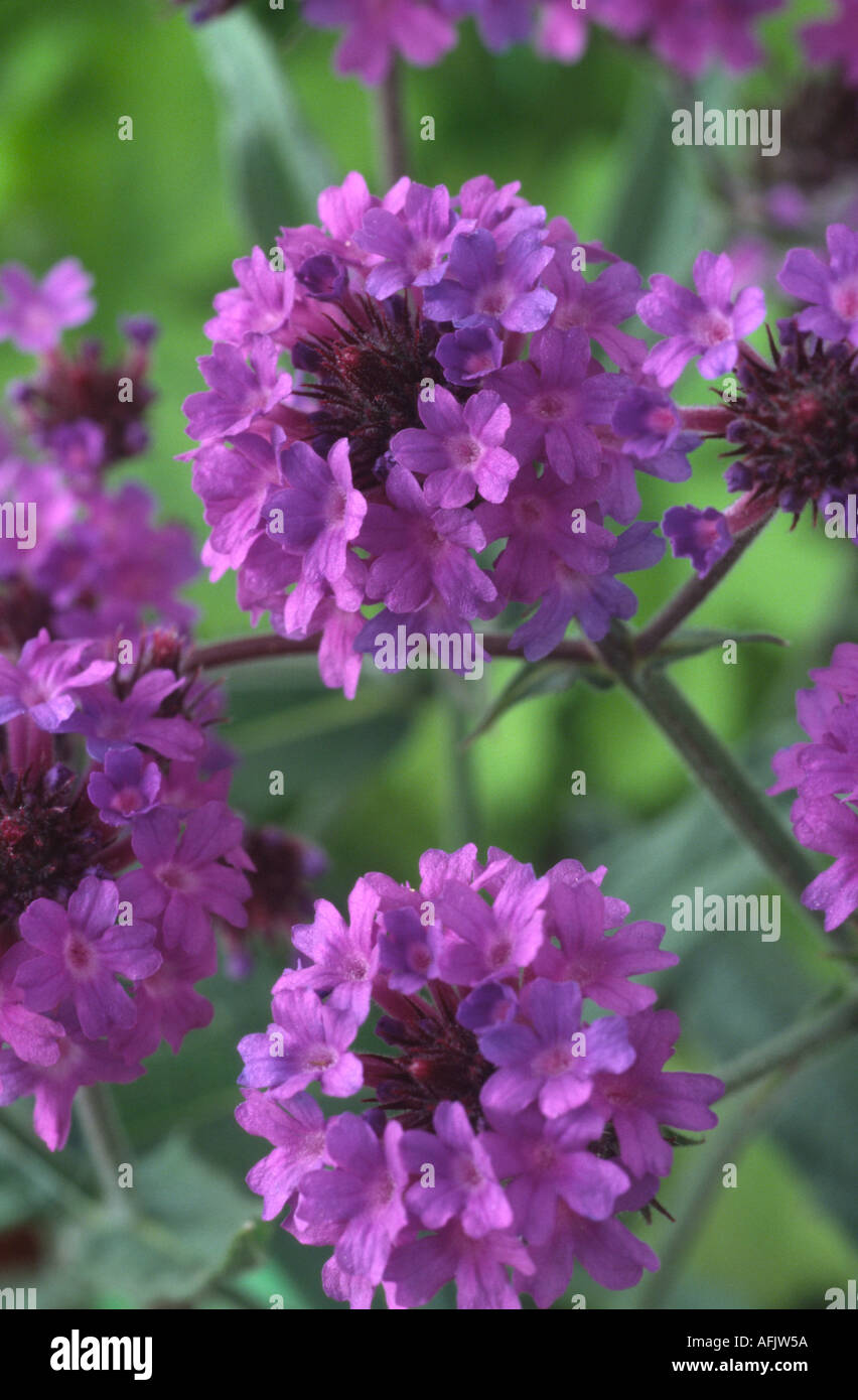 Verveine rigide violet mauve - Verbena venosa