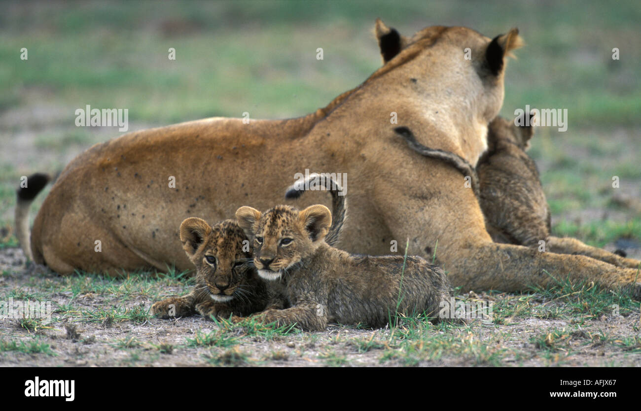 Africa Kenya Amboseli National Park Lion cubs and Lioness Panthera leo ...