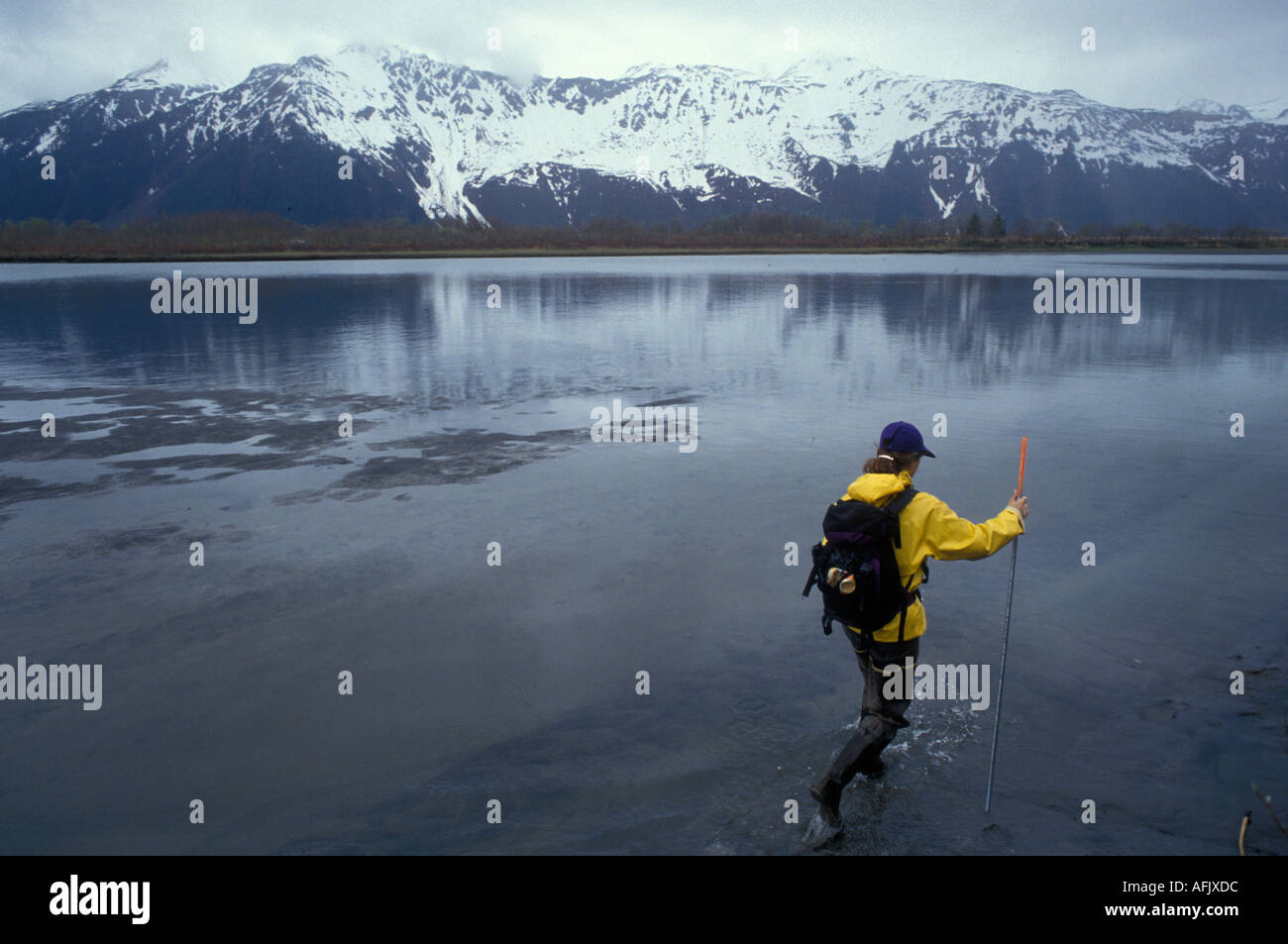 USA Alaska Fish and Game biologist walks through shallow Eyak River in