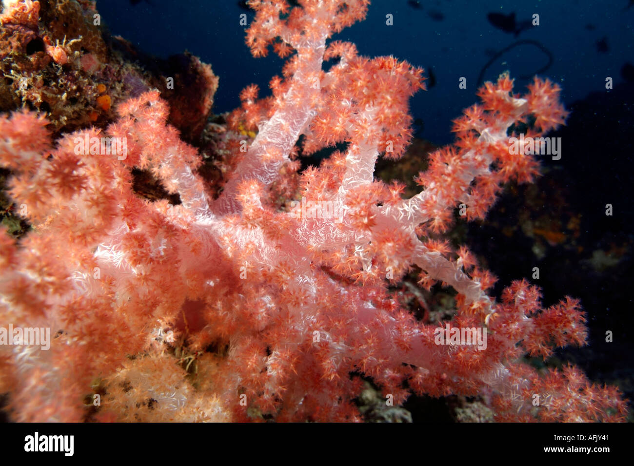 Intricate Magenta Spiky Soft Coral (Dendronephthya nephtheidae), Back Faru, Norht Male Atoll, Maldives. Stock Photo