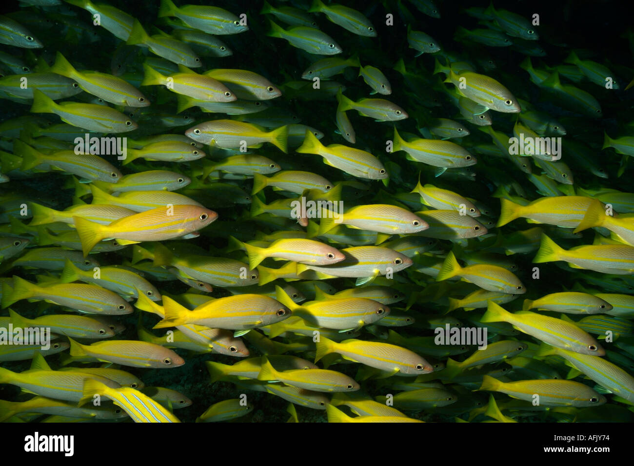 Maldives baa atoll muta fushi school of bengal snapper fishes lutjanus bengalensis Stock Photo