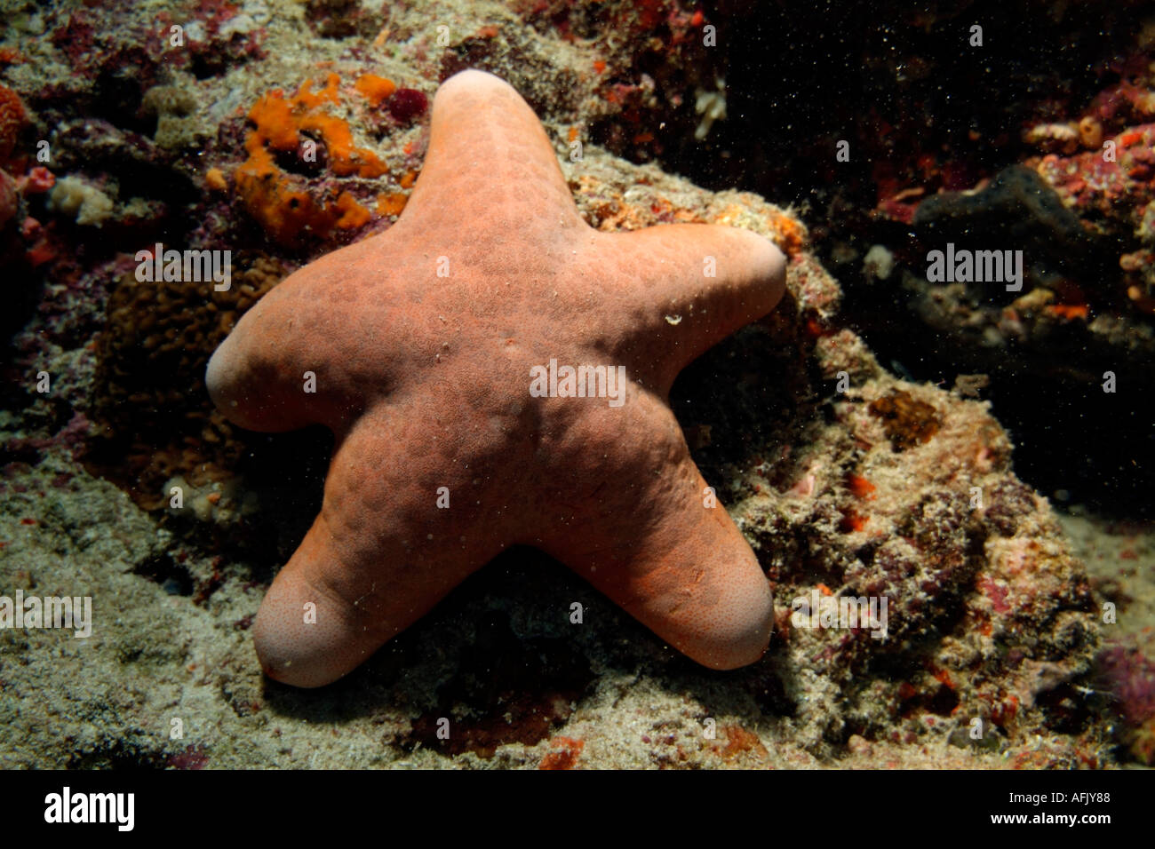 Puffy Granulated Sea Star (Choriaster granulatus) clings to a rock Stock Photo