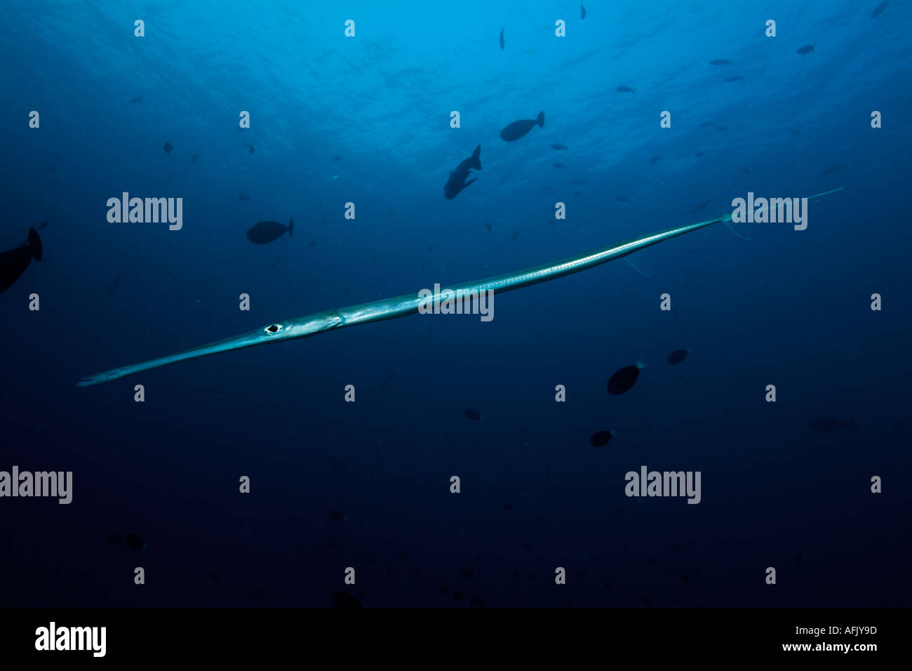 Unusually shaped Smooth Flutemouth (Fistularia commersonii) swimming in