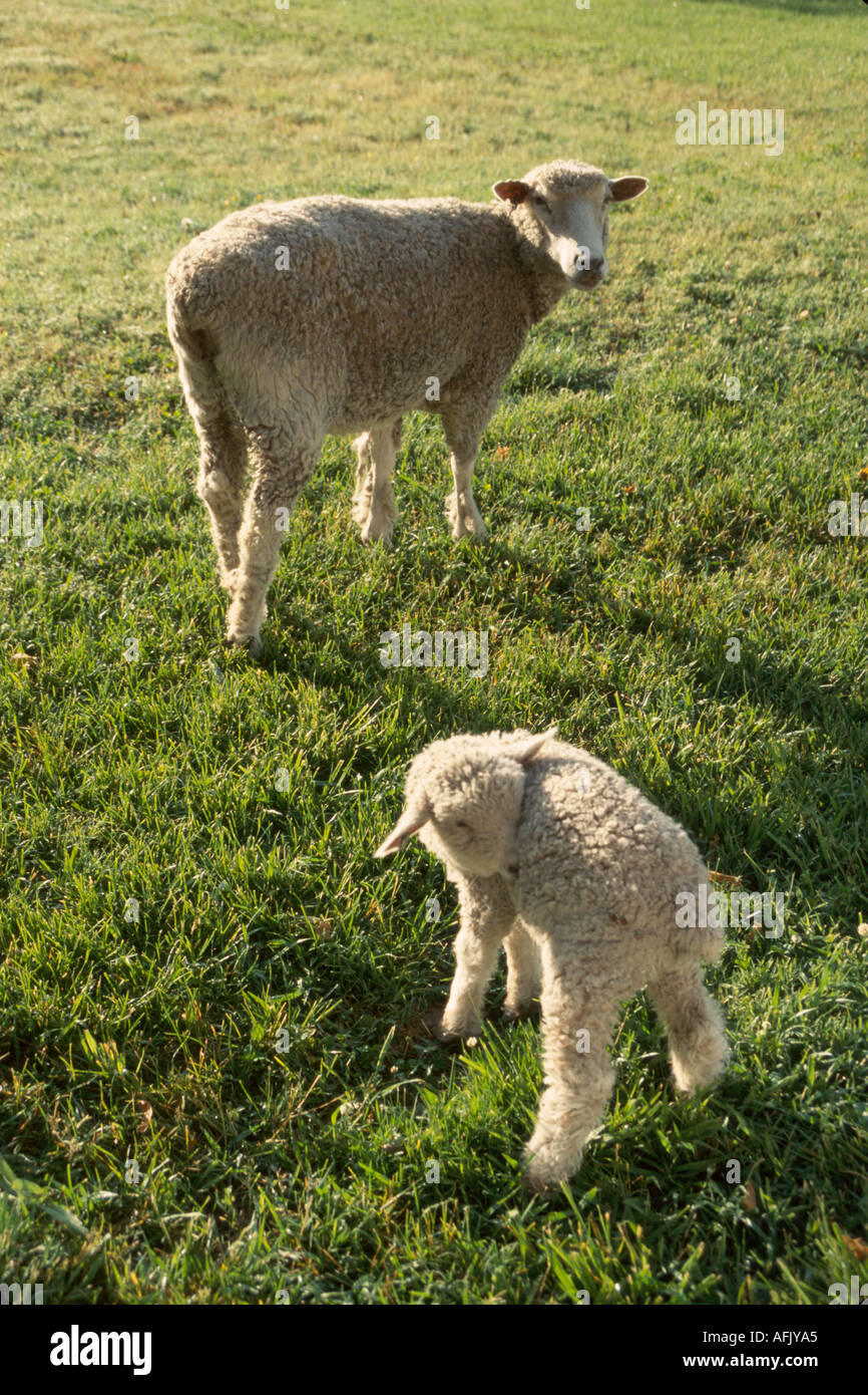 Virginia colonial era breed of sheep pasture by Bassett Hall VA140,VA140 Stock Photo