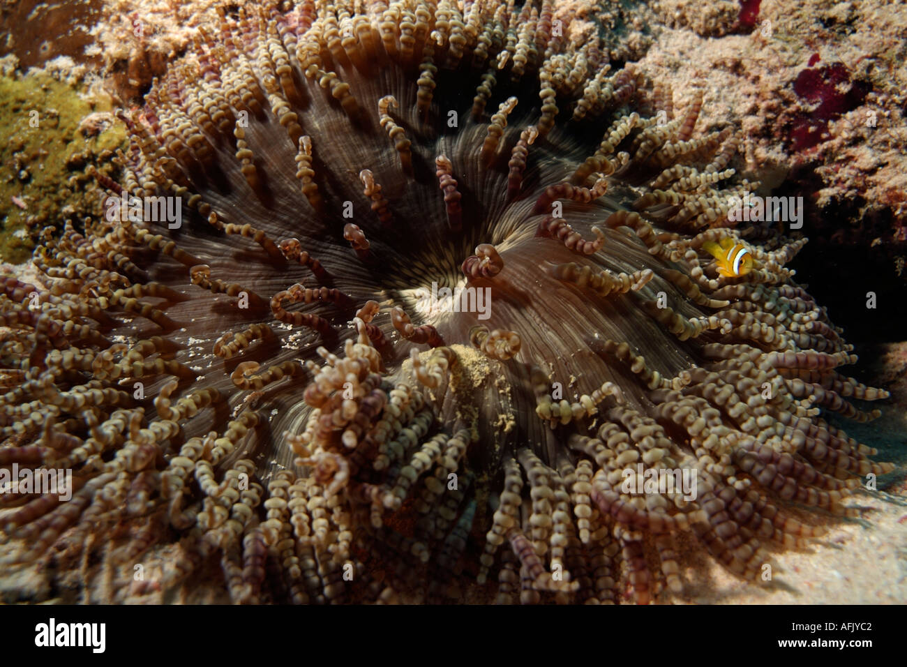 Maldives Baa Atoll Nelivaru A Beaded Anemone Heteractis Aurora Hosting A Blackfoot Anemonefish Amphiprion Nigripes Stock Photo