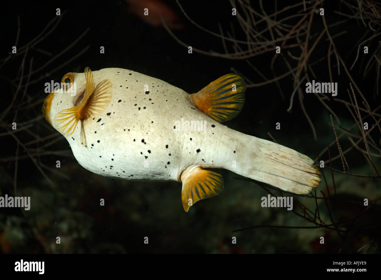 Black Spotted Pufferfish Arothron Nigropunctatus Swimming Stock Photo