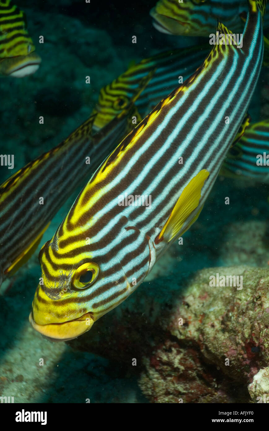 Striped Oriental Sweetlips (Plectorhinchus orientalis) swims in