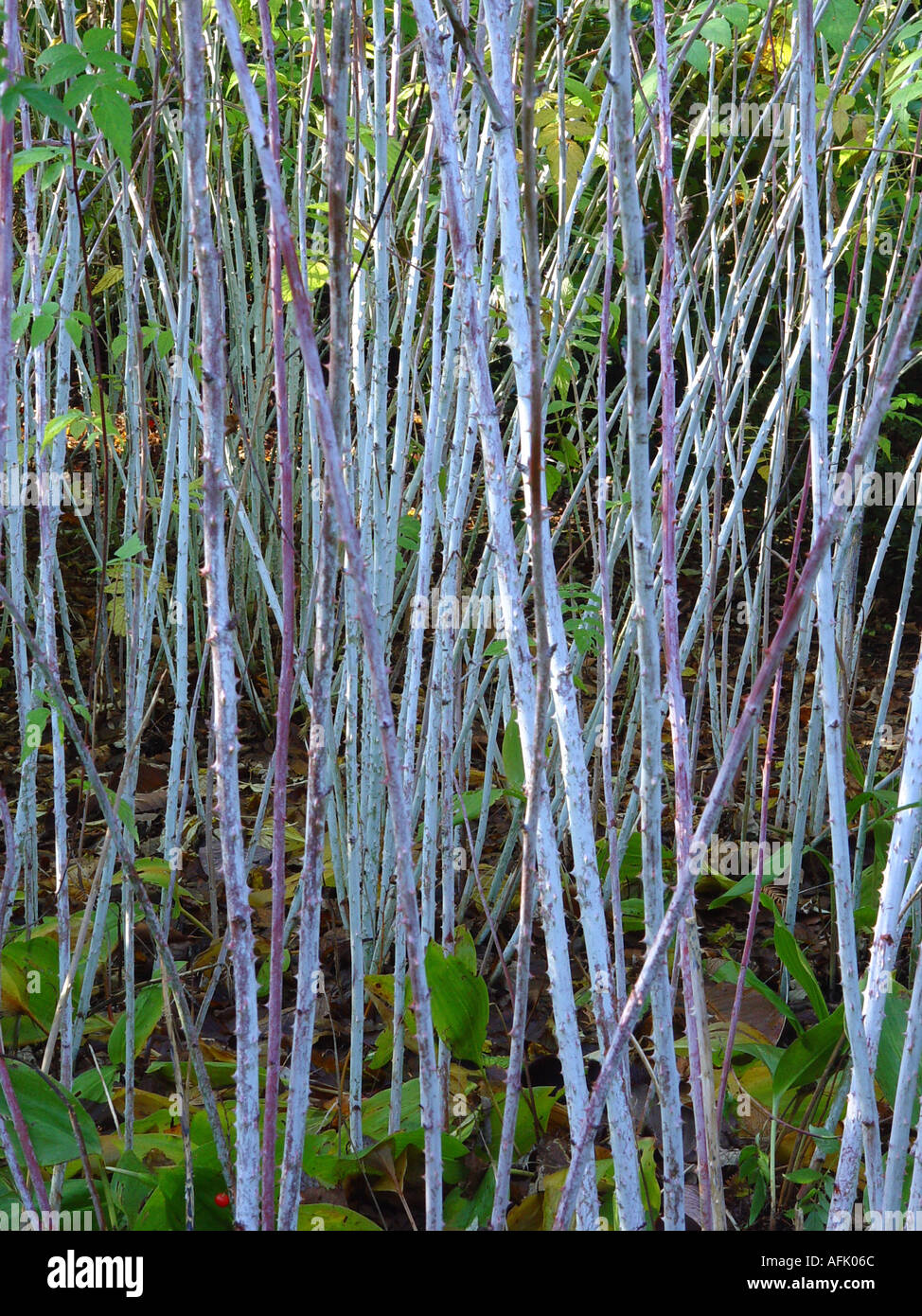 Rubus cockburnianus White stems in winter on this ornamental blackberry White bark is induced by hard cutting back each spring Stock Photo