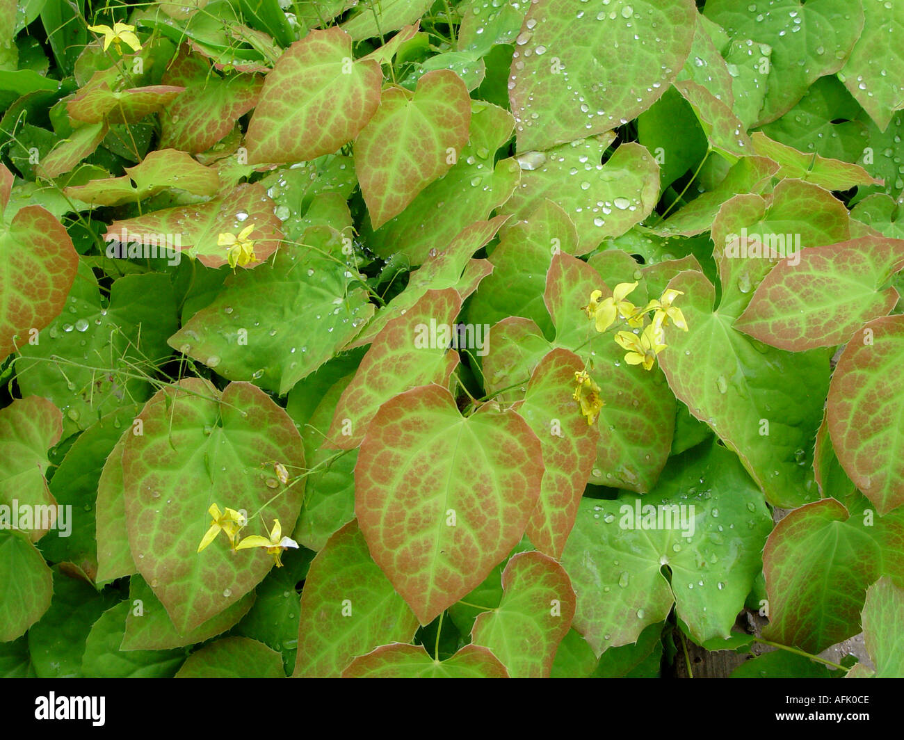 Epimedium perralderianum Ground cover with evergreen foliage Stock Photo