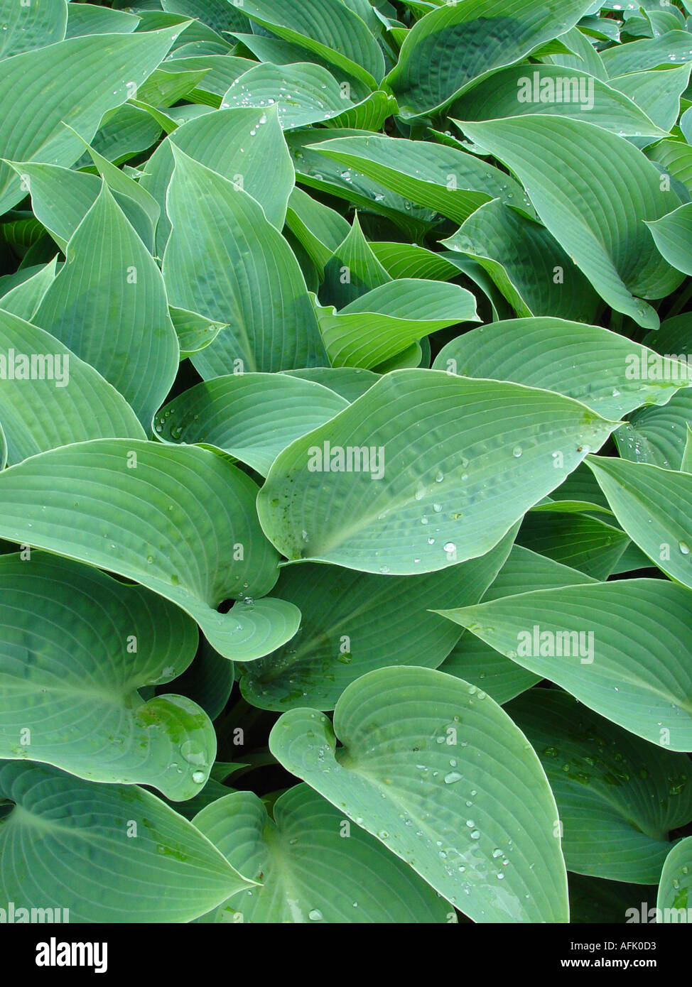 Hosta Halcyon steel silver grey blue foliage on garden groundcover plant Stock Photo