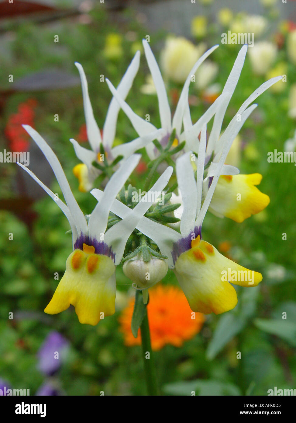 Nemesia Coconut Ice garden annual for containers and hanging baskets
