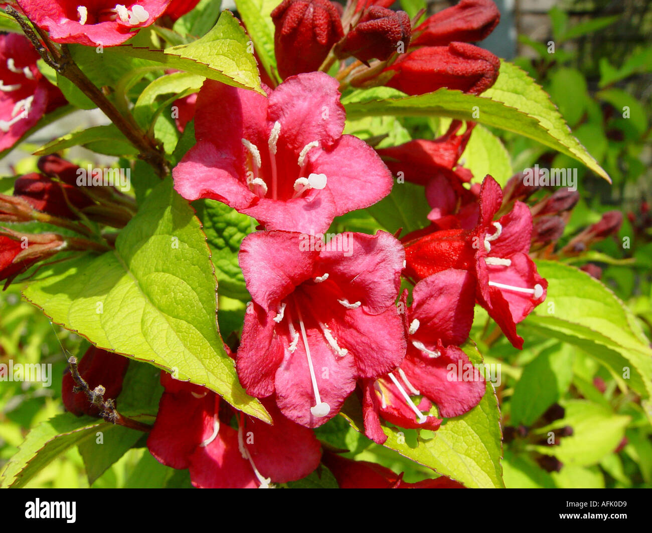 Weigela Loomansii Aurea Flowering shrub with golden foliage and pink