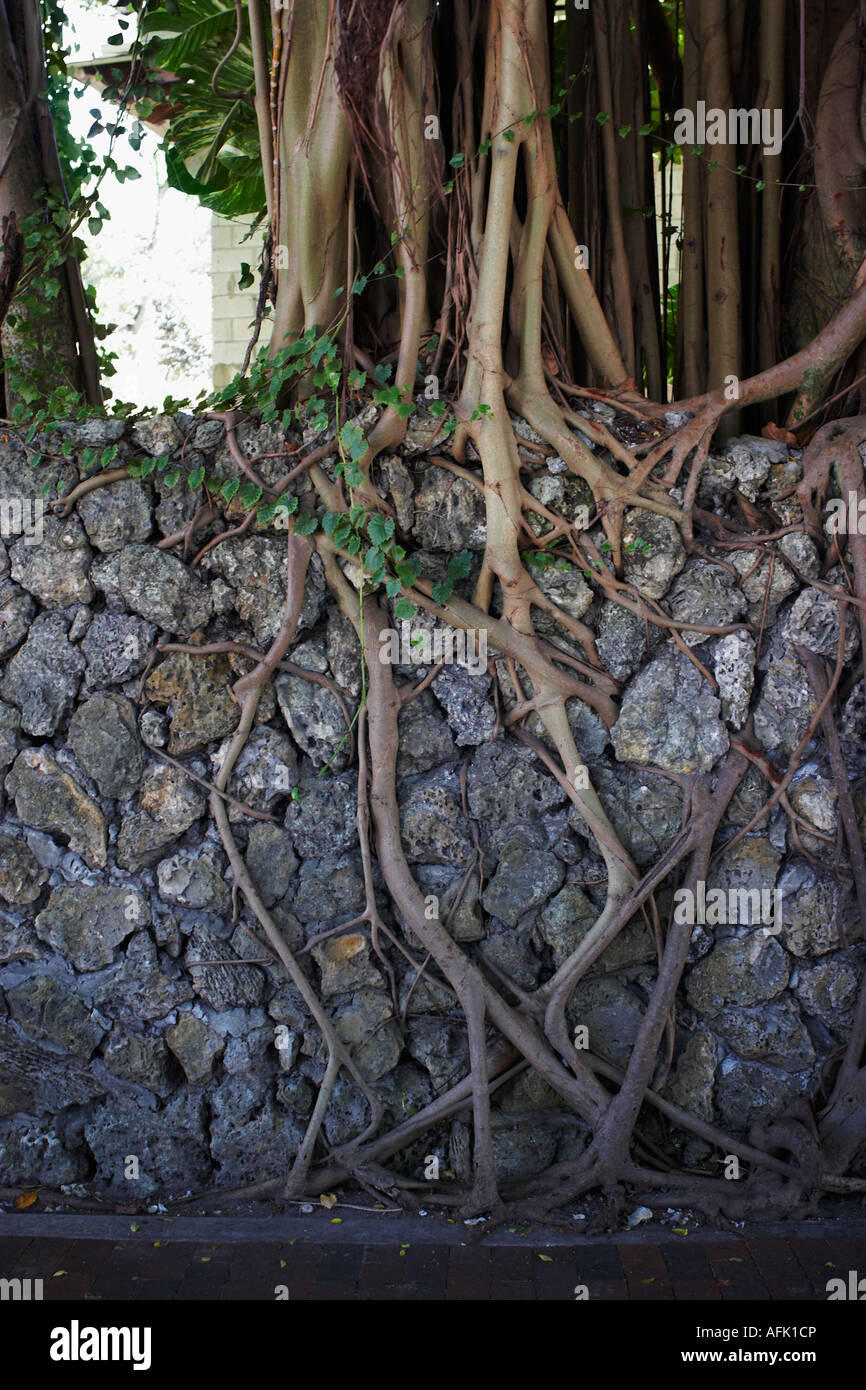 Tree roots growing through rock Stock Photo - Alamy