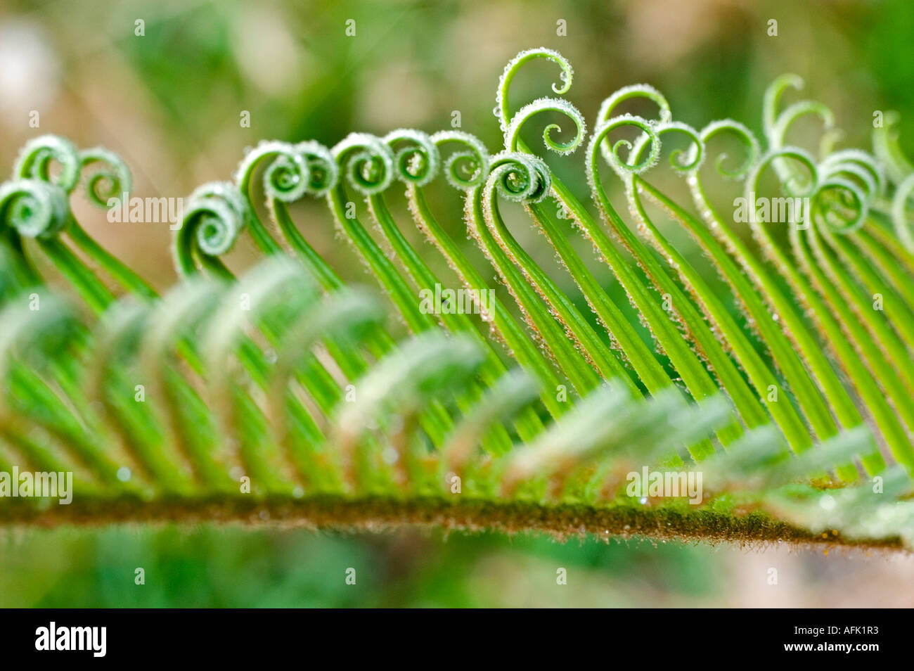 Curled fern leaf Stock Photo - Alamy