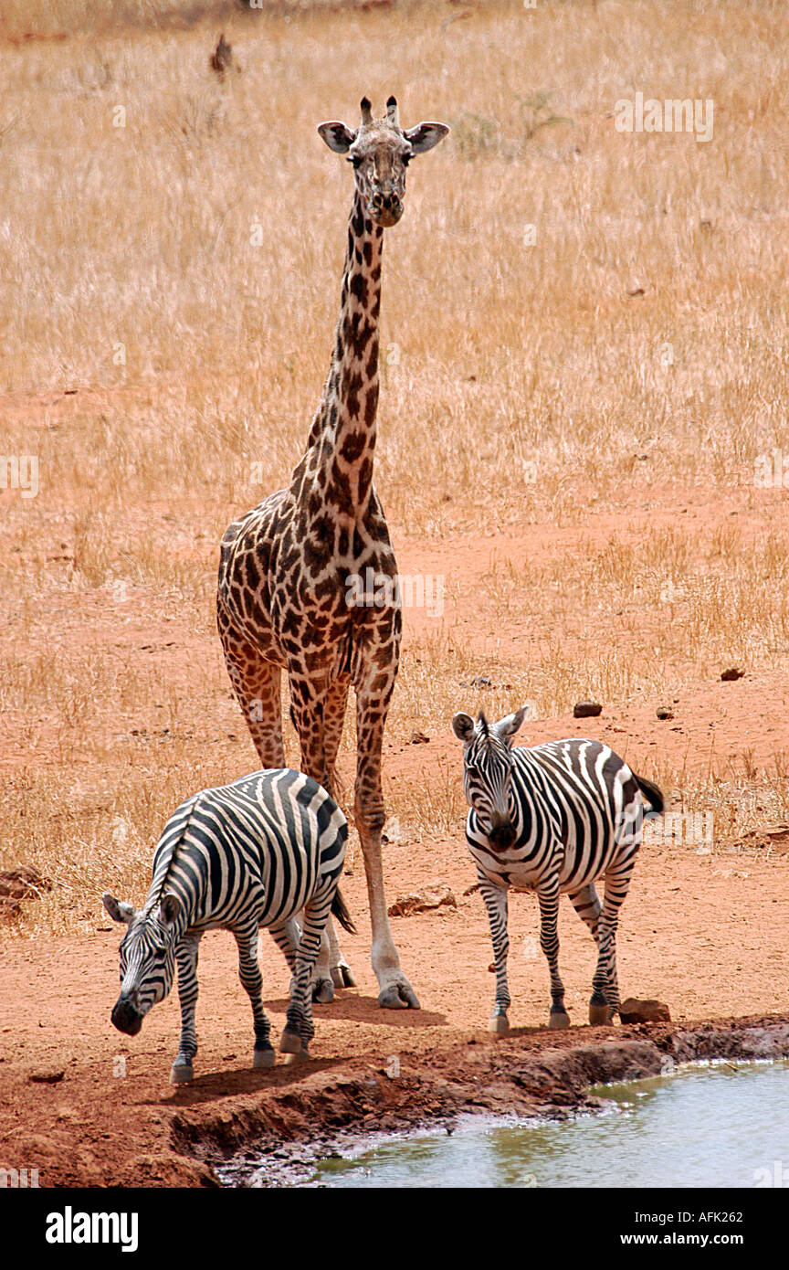 Masai Giraffe and Zebra at a Water hole in Tsavo West National