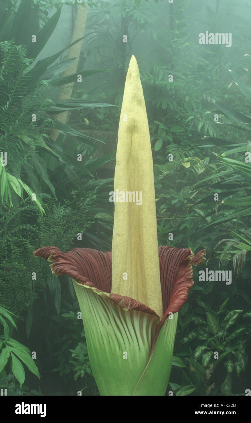 Titan arum Stock Photo