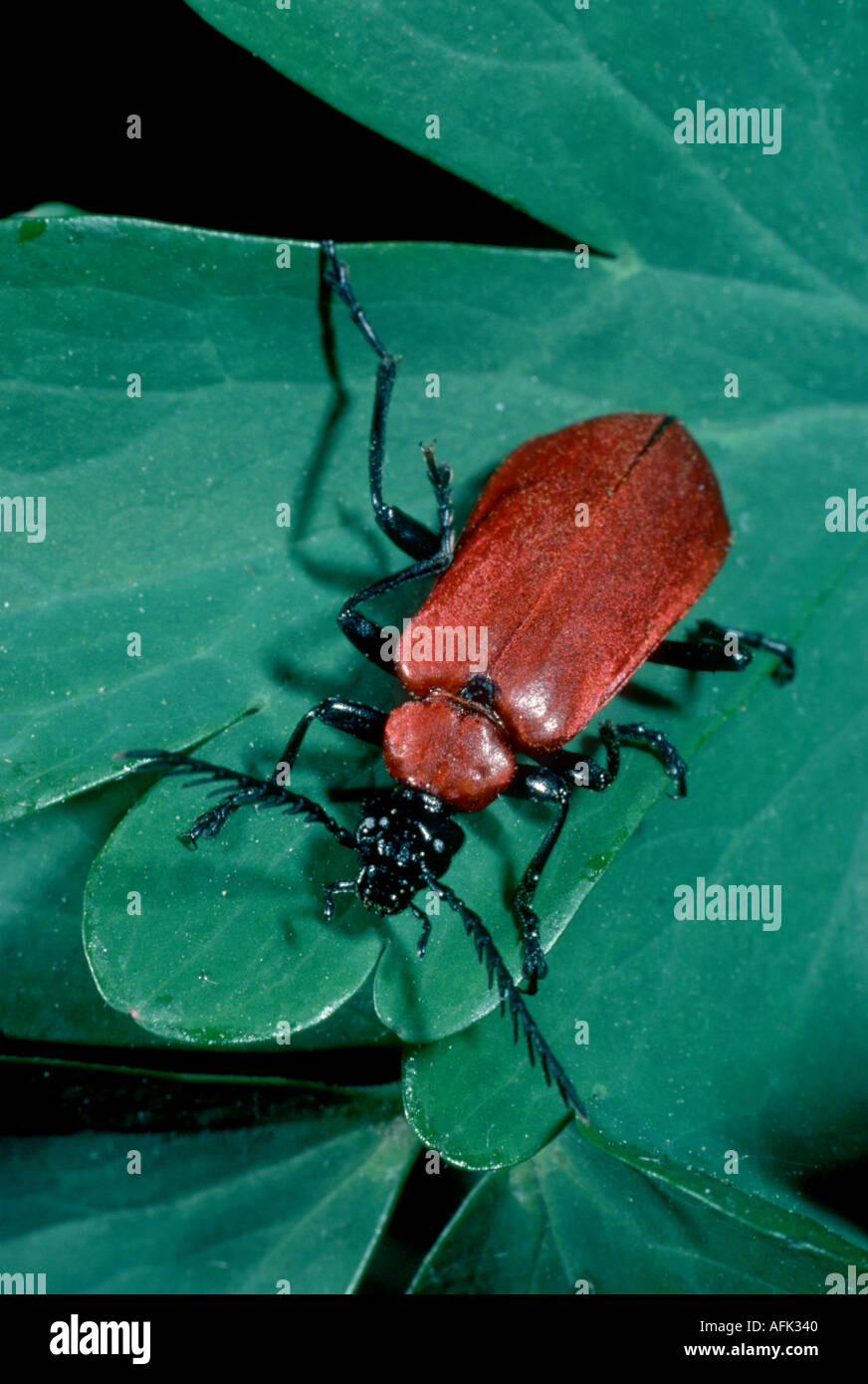 Cardinal beetle Stock Photo